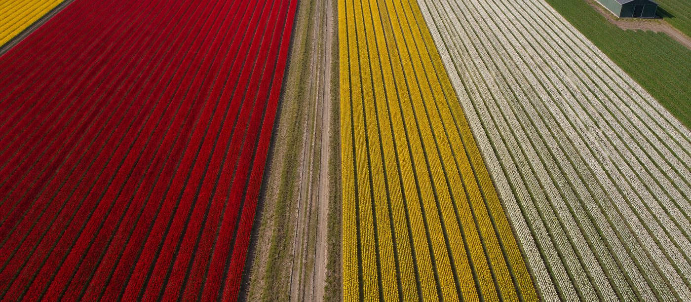 Bloeiende bollenvelden in strakke stroken, van bovenaf gefotografeerd
