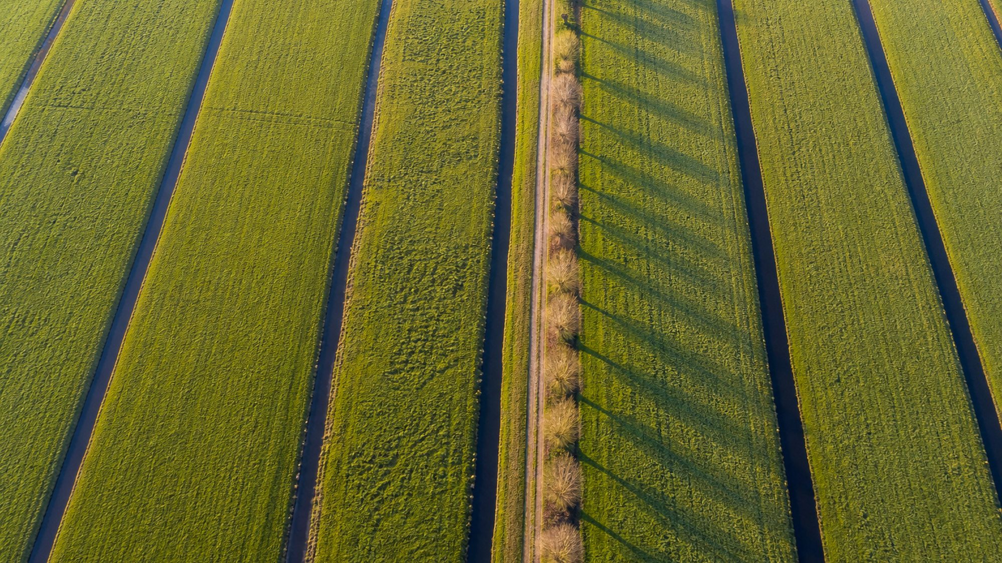 Rechte sloten en akkers in een Nederlandse polder, recht van boven gefotografeerd bij laag ochtendlicht
