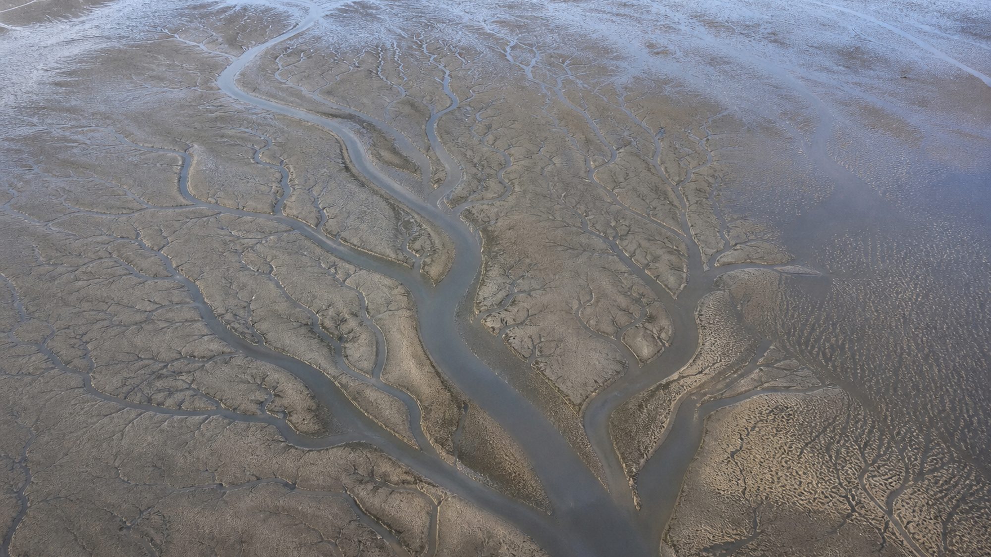Wadplaten bij laag water met vertakte geulen in het natte zand