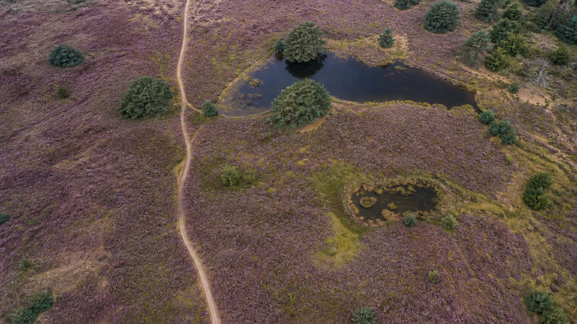 Paarse heide met donkere vennen en verspreide dennen