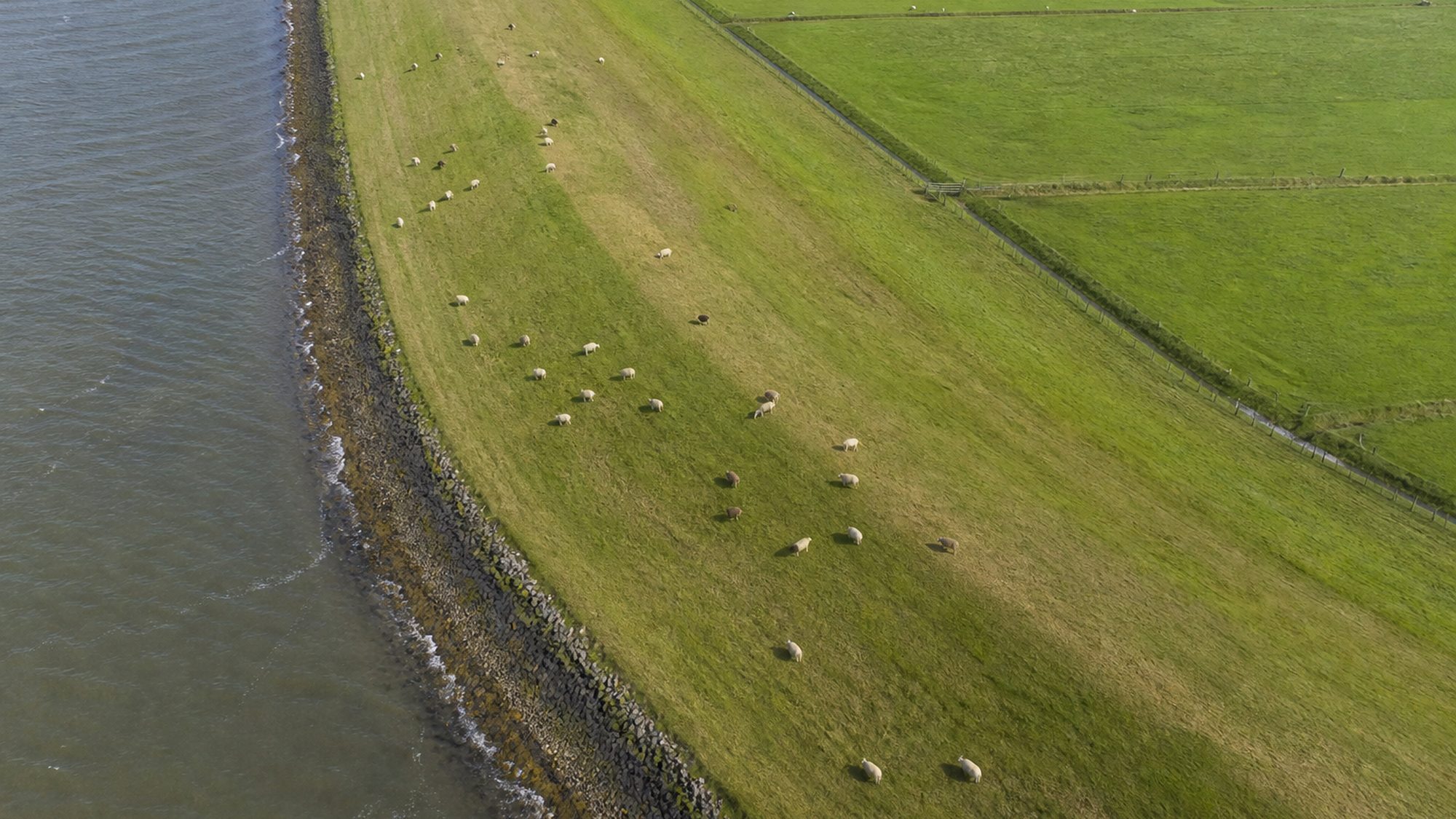 Grasdijk met grazende schapen, water aan de ene en weiland aan de andere kant