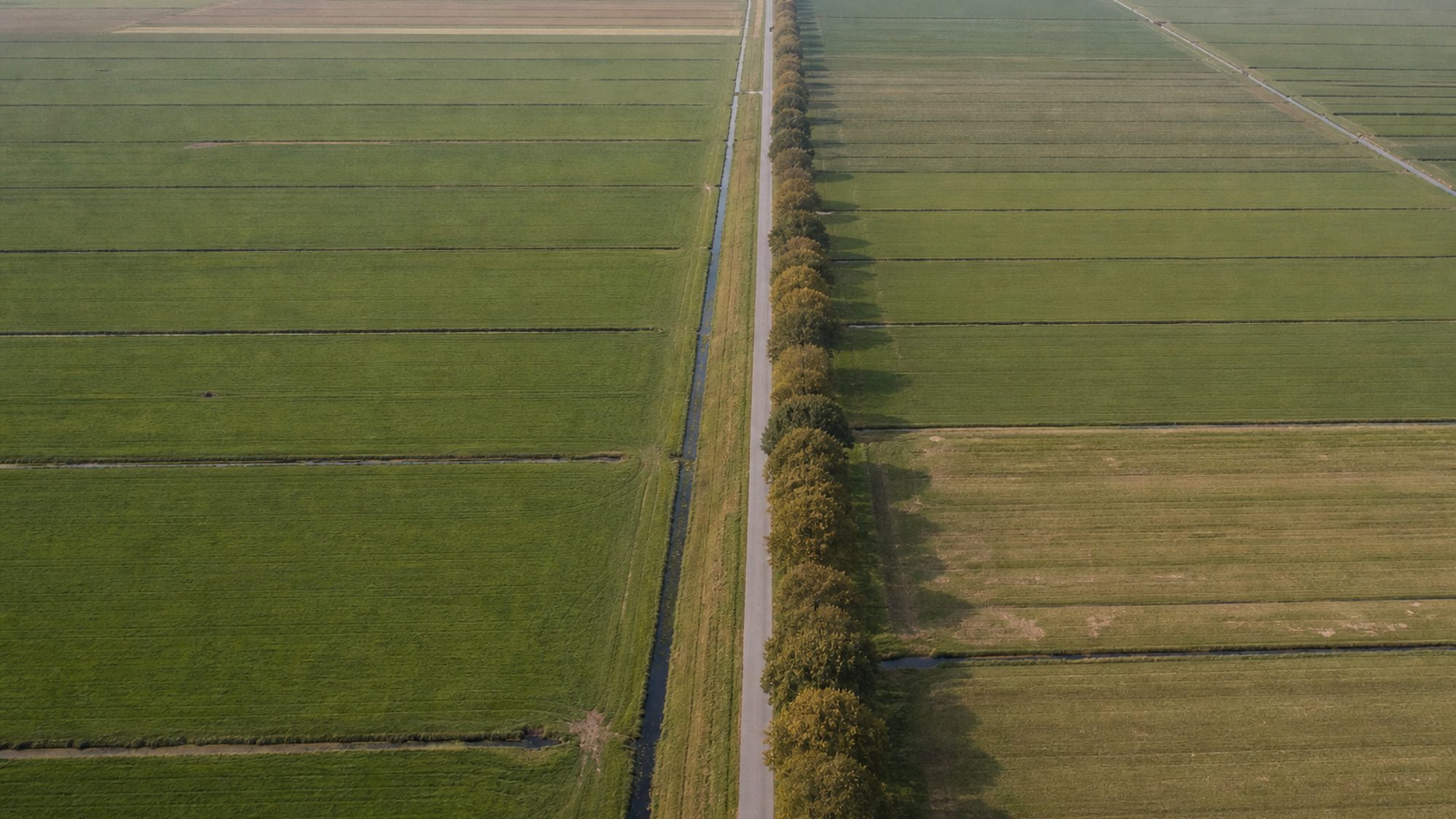 Rechte polderweg met een bomenrij langs één kant, van bovenaf gezien